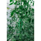 Шпагат для подвязки растений, 300 м, полипропилен, Greengo - Фото 5