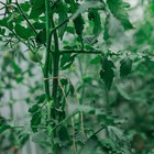 Шпагат джутовый для подвязки растений, 100 м, 1200 текс, 2 нити, джут, Greengo - Фото 5
