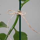 Шпагат льняной для подвязки растений, 50 м, 1200 текс, 2 нити, лён, Greengo - фото 9813324
