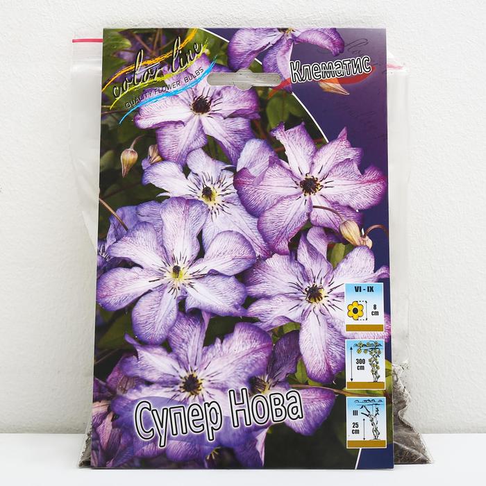 Купить Клематис Супер Нова (Super Nova) - АС-Клематис