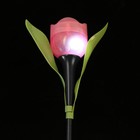 Садовый светильник на солнечной батарее «Тюльпан розовый», 4.5 × 29 × 4.5 см, 1 LED, свечение белое - фото 8972756