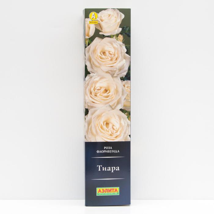 Роза Тиара Флорибунда, высота 70 см, 1 шт - Фото 1