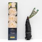 Роза Тиара Флорибунда, высота 70 см, 1 шт - Фото 2