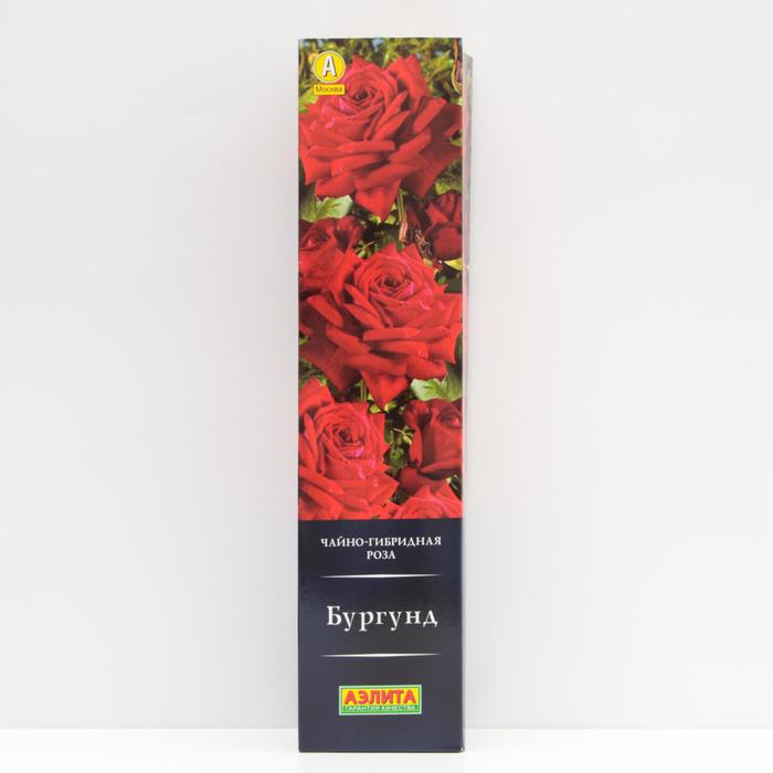 Роза Бургунд Чайно-гибридная, высота 110 см, 1 шт - Фото 1