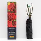 Роза Бургунд Чайно-гибридная, высота 110 см, 1 шт - Фото 2