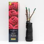 Роза Дама Де Кер Чайно-гибридная, высота 100 см, 1 шт - Фото 2