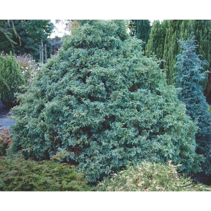 Кипарисовик горохоплодный в ландшафтном дизайне фото Кипарисовик горохоплодный в ландшафтном дизайне фото