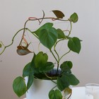 Шпалера, 30 ? 19 ? 0.5 см, пластик, цвет МИКС, «Гармония», Greengo (комплект 10 шт) - фото 24468080