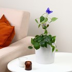 Поддержка для орхидей, h = 39 см, пластик, цвет МИКС, «Бабочка» (комплект 5 шт) - фото 24468088