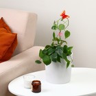 Поддержка для орхидей, h = 39 см, пластик, цвет МИКС, «Бабочка» (комплект 5 шт) - фото 24468084