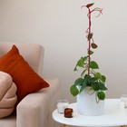 Поддержка для орхидей, 60 × 14 × 1 см, пластик, цвет МИКС, «Пальма» - Фото 2