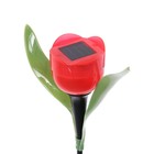 Садовый светильник на солнечной батарее «Тюльпан красный», 4.5 × 29 × 4.5 см, 1 LED, свечение белое - Фото 5