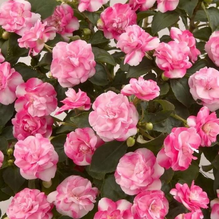 Купить семена Бальзамин Impatiens Rose Parade в Москве: доставка семян по России