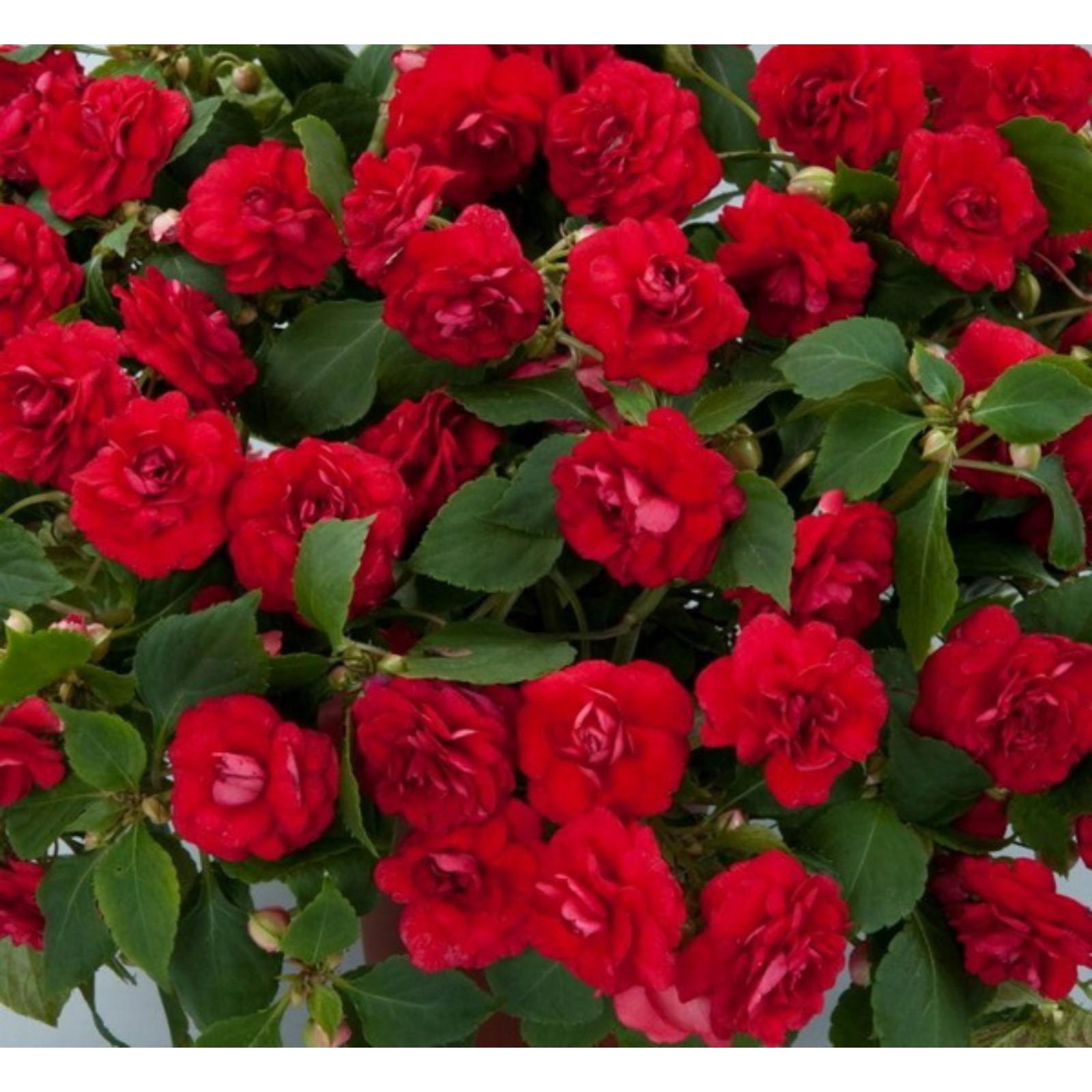 Бальзамин махровый комнатный фото Бальзамин махровый комнатный фото