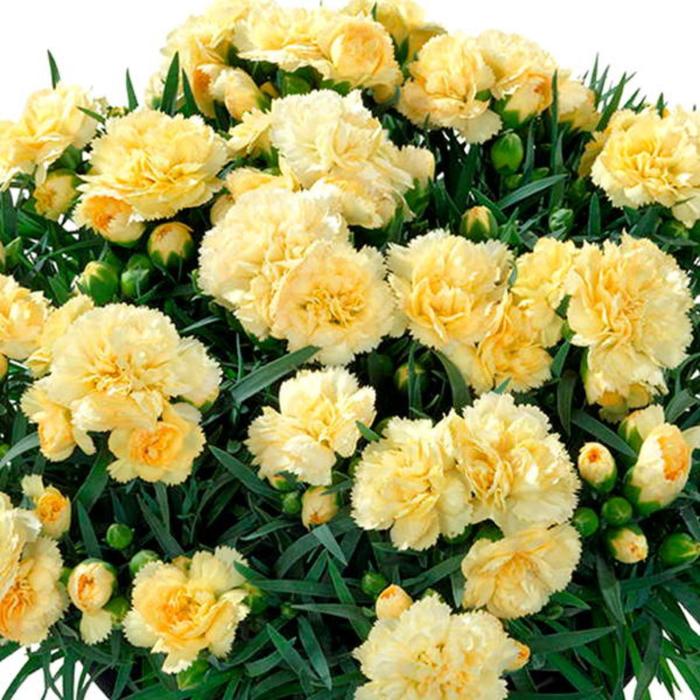 Гвоздика лимонная: найдено 88 изображений