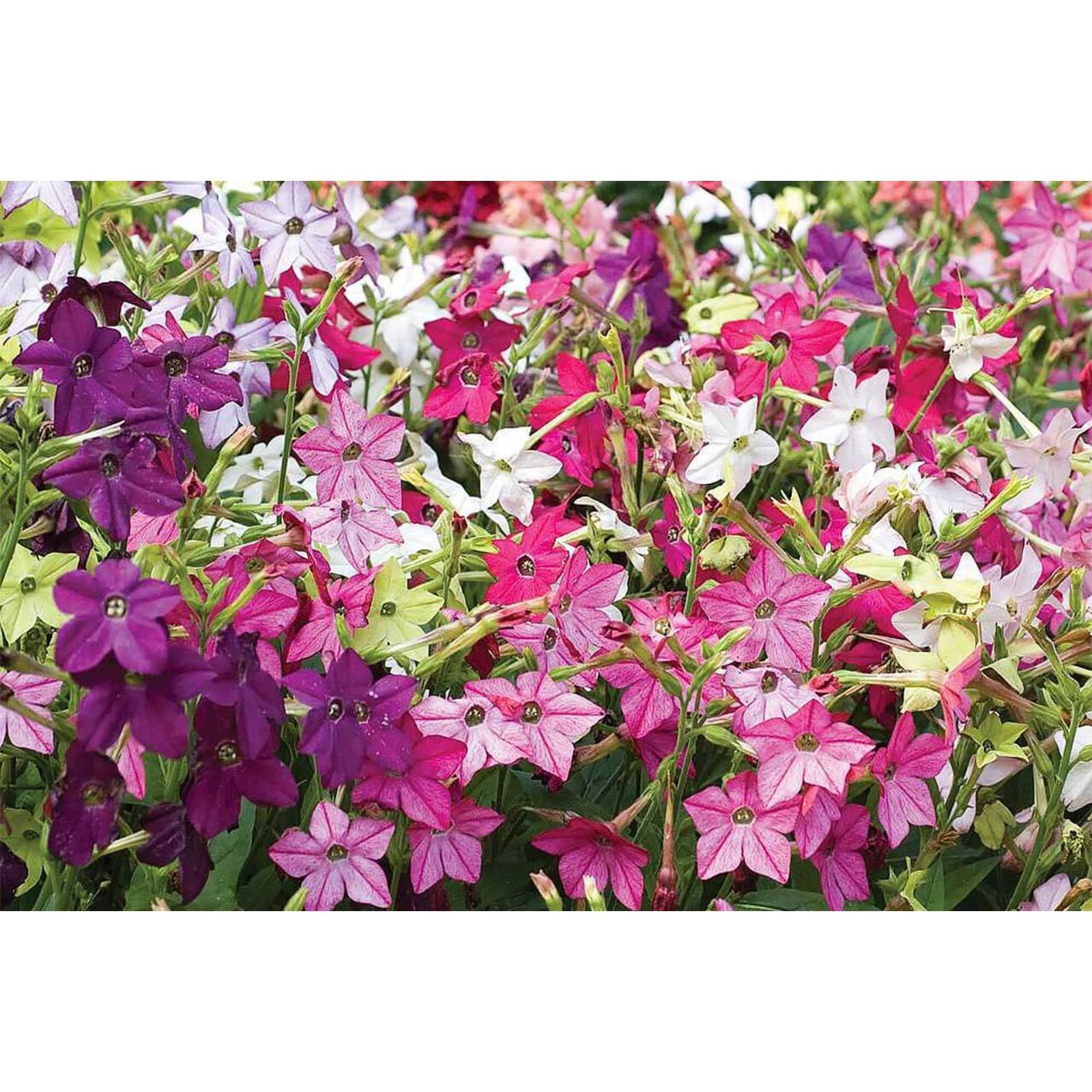 Декоративный табак цветы фото и названия Декоративный табак цветы фото и названия