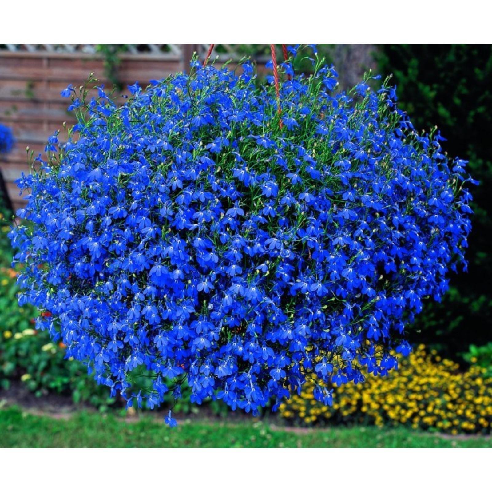 Лобелия в грунте фото Лобелия в грунте фото