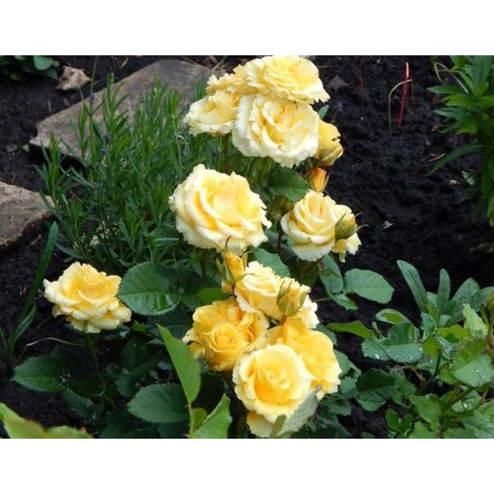 Роза спрей "Голд Сфинкс" - купить саженцы оптом и в розницу - питомник Сады Урал