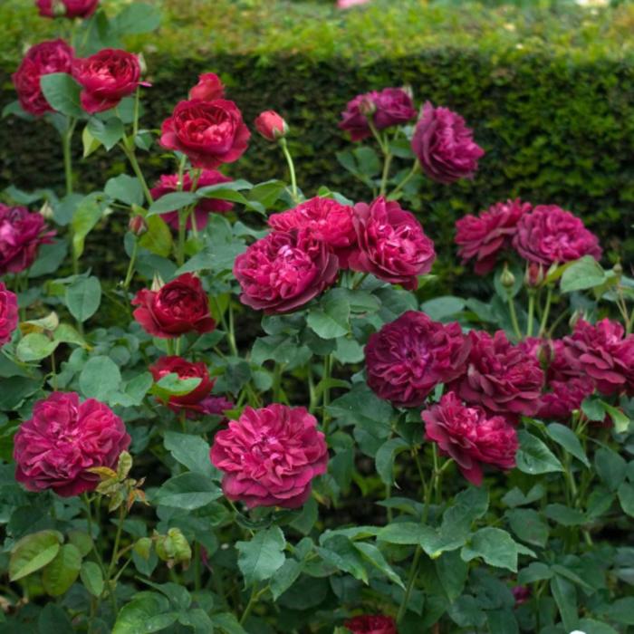 Роза дарси басселл фото и описание Роза дарси басселл фото и описание