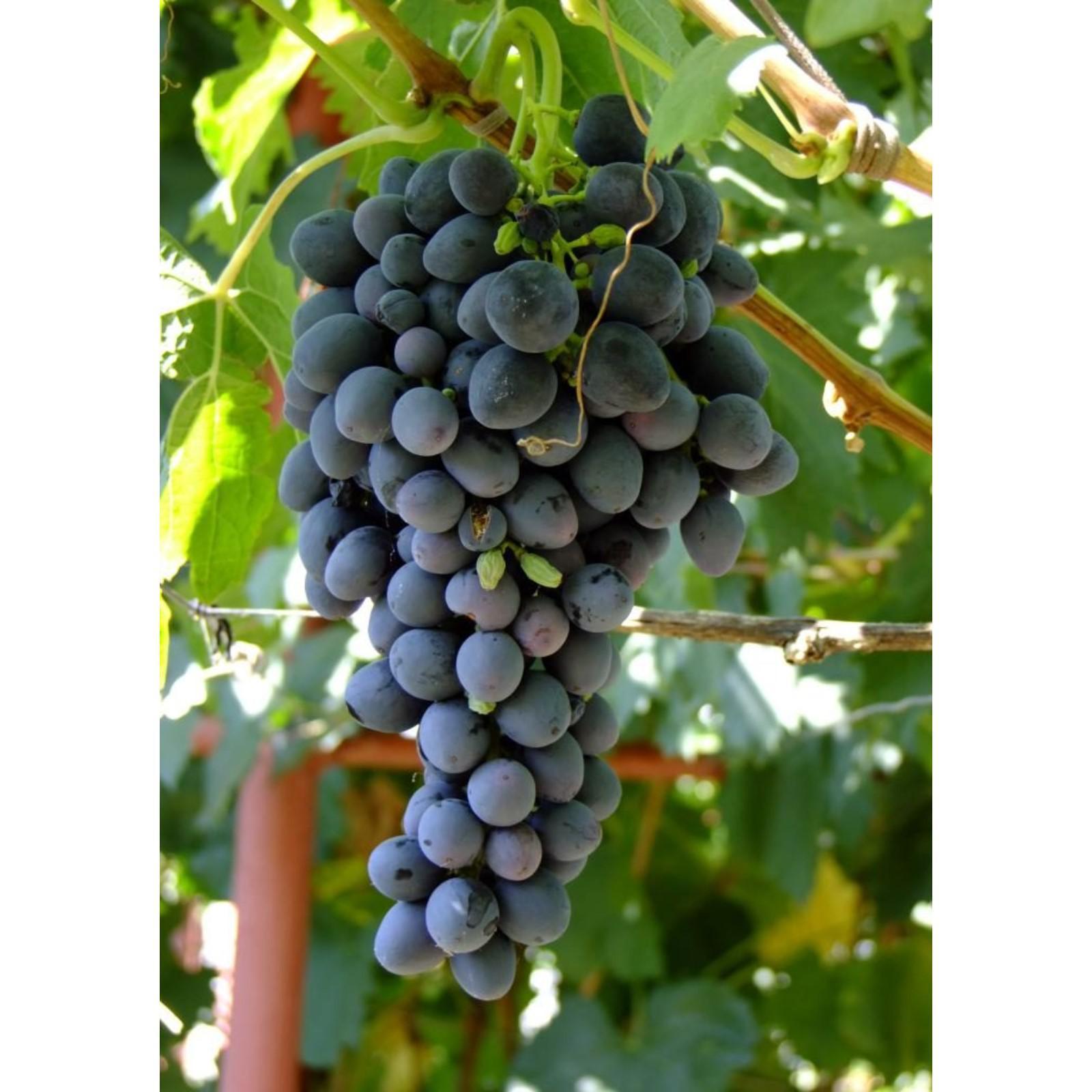 Виноград аттика описание сорта фото отзывы видео Виноград аттика описание сорта фото отзывы видео