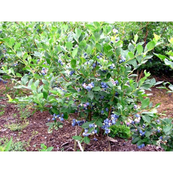 Голубика дюк фото взрослого куста на участке Голубика дюк фото взрослого куста на участке