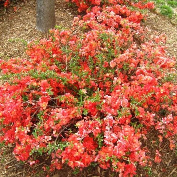 Японская айва в ландшафтном дизайне