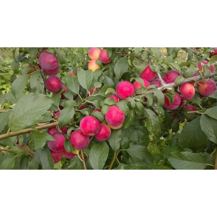 Купить Саженцы алычи "Генерал" по лучшей цене в Москве и области - Первый садовы