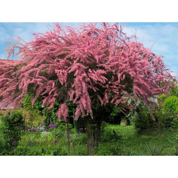 Tamarix Pentandra Garden plants, Plants, Garden