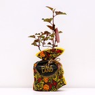 Саженец Пузыреплодник (горшок р9) Диабл Д`ор, 1 шт, Осень 2025 6943773 - фото 8086527