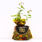 Саженец Спирея (горшок р9) Зигунерблют, 1 шт, Осень 2025 6943782 - фото 8086528