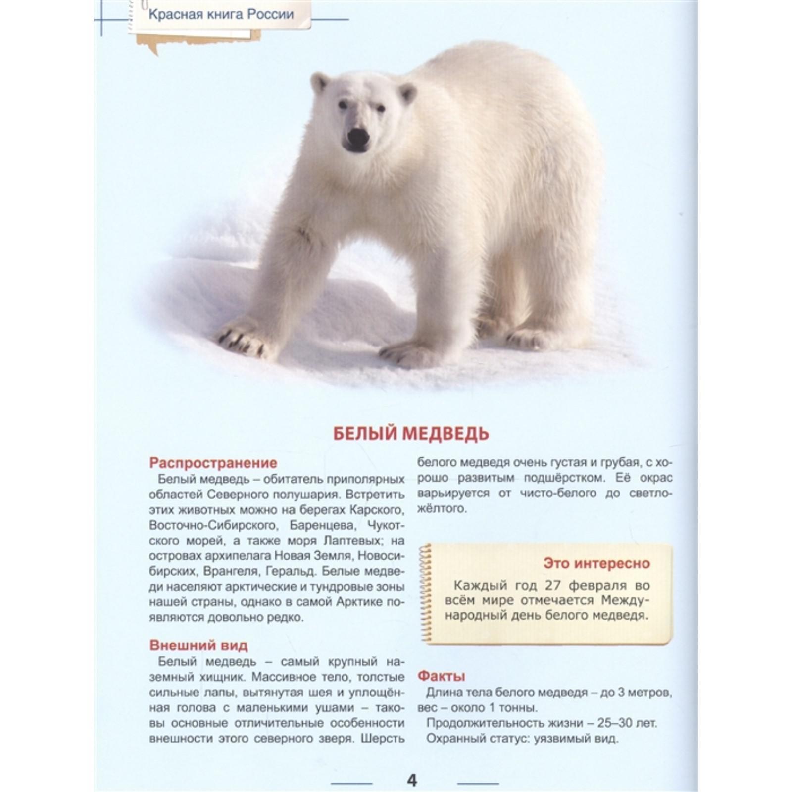 Животное из красной книги белый медведь. Белые медведи есть в красной книге. Белые медведи есть в красной книге. Занесен ли белый медведь в красную книгу. Беды медведь красная книга.