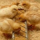 Кормушка-поилка для цыплят, 20 ячеек, лотковая, оцинкованная сталь - фото 9572568