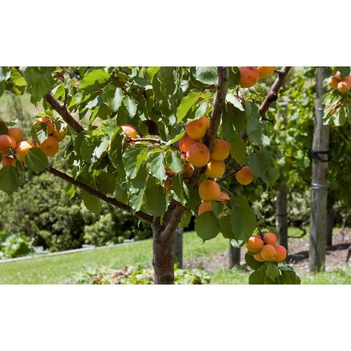 Абрикос академик фото Абрикос академик фото