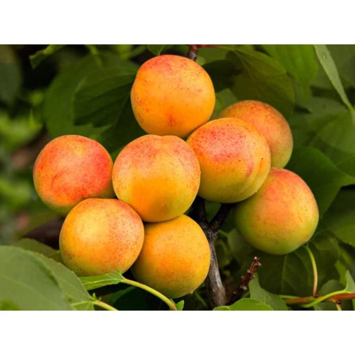 Абрикос Уралец: купить в Москве - цена 270.00 ₽ за 1 шт. - Доставка Почтой - Товар на картинке можно купить.