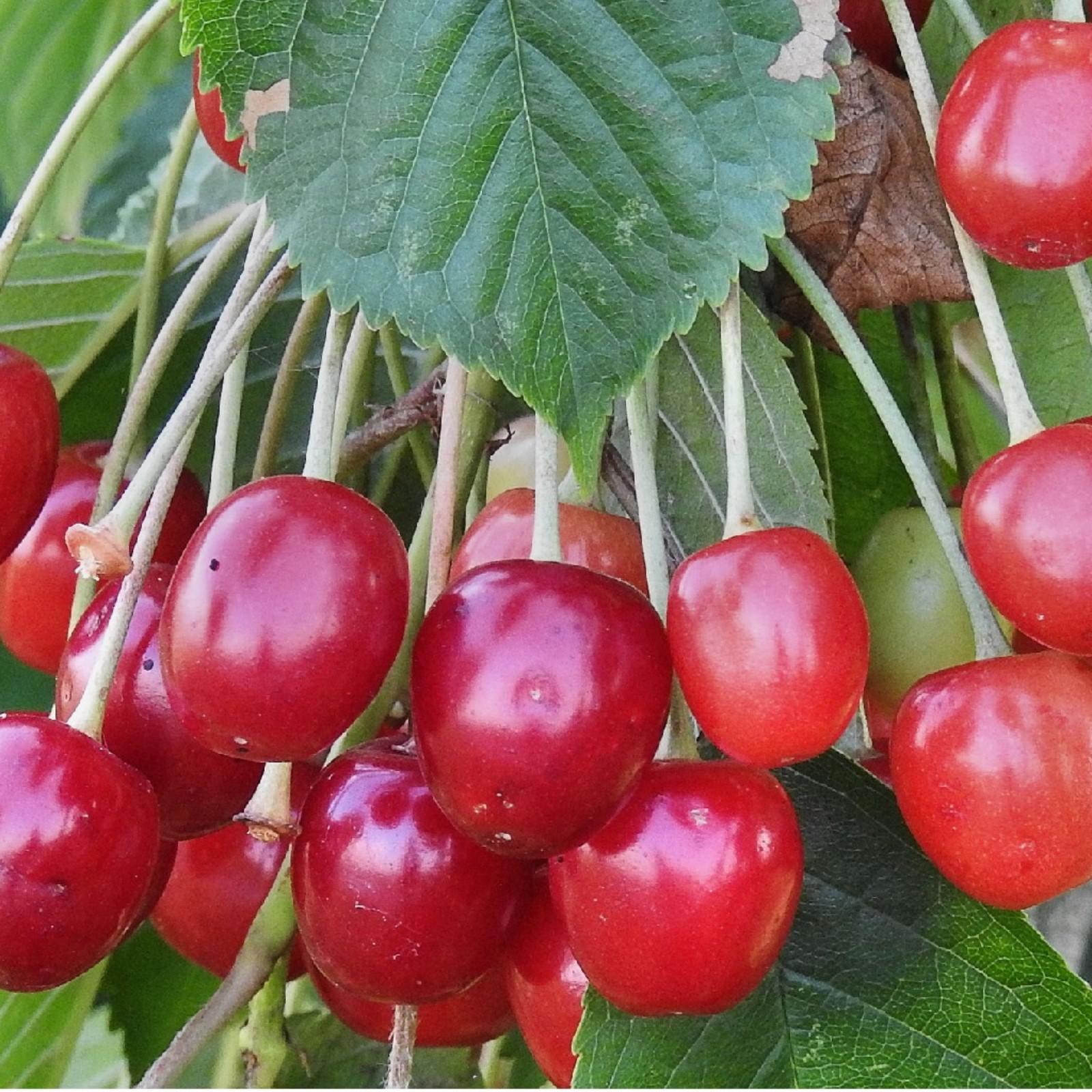 Сорта вишни для урала. Вишня уральская черешенка. Хорошая вишня для урала. Вишня деревом сорта для урала. Хорошая вишня для урала.