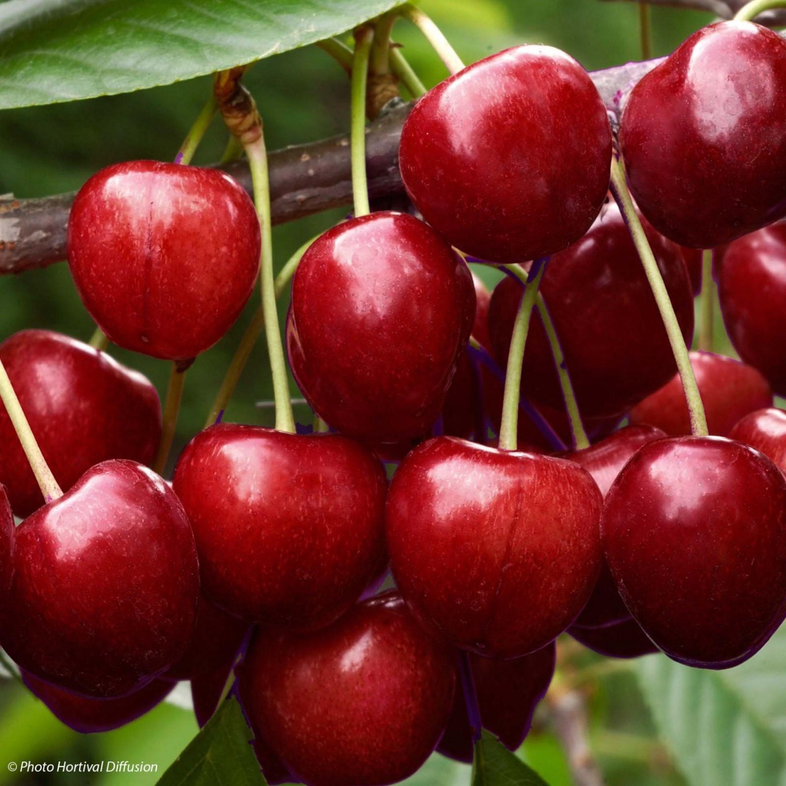 Вишня морель описание: найдено 90 изображений