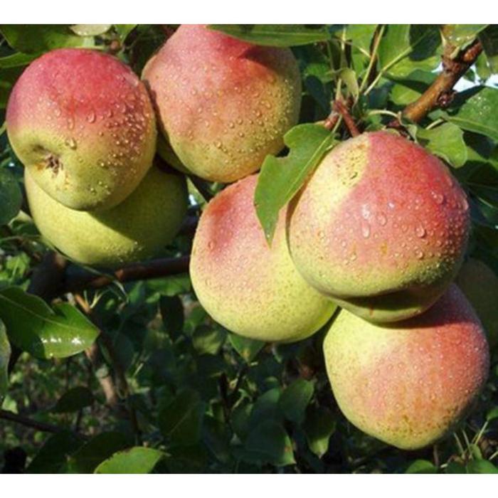Саженцы груши красуля купить в Москве по цене от 690 рублей
