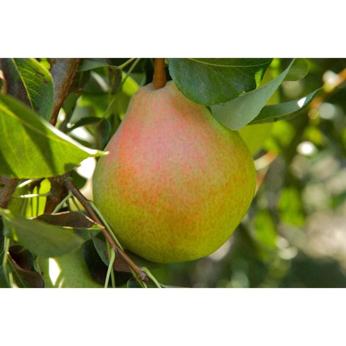 Груша пингвин фото Груша пингвин фото