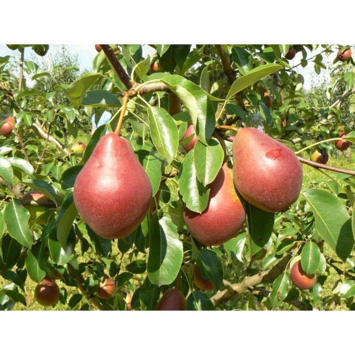 Купить саженцы Груша Ред Бартлет (Red Bartlett) в питомнике. Для сорта Груша Ред