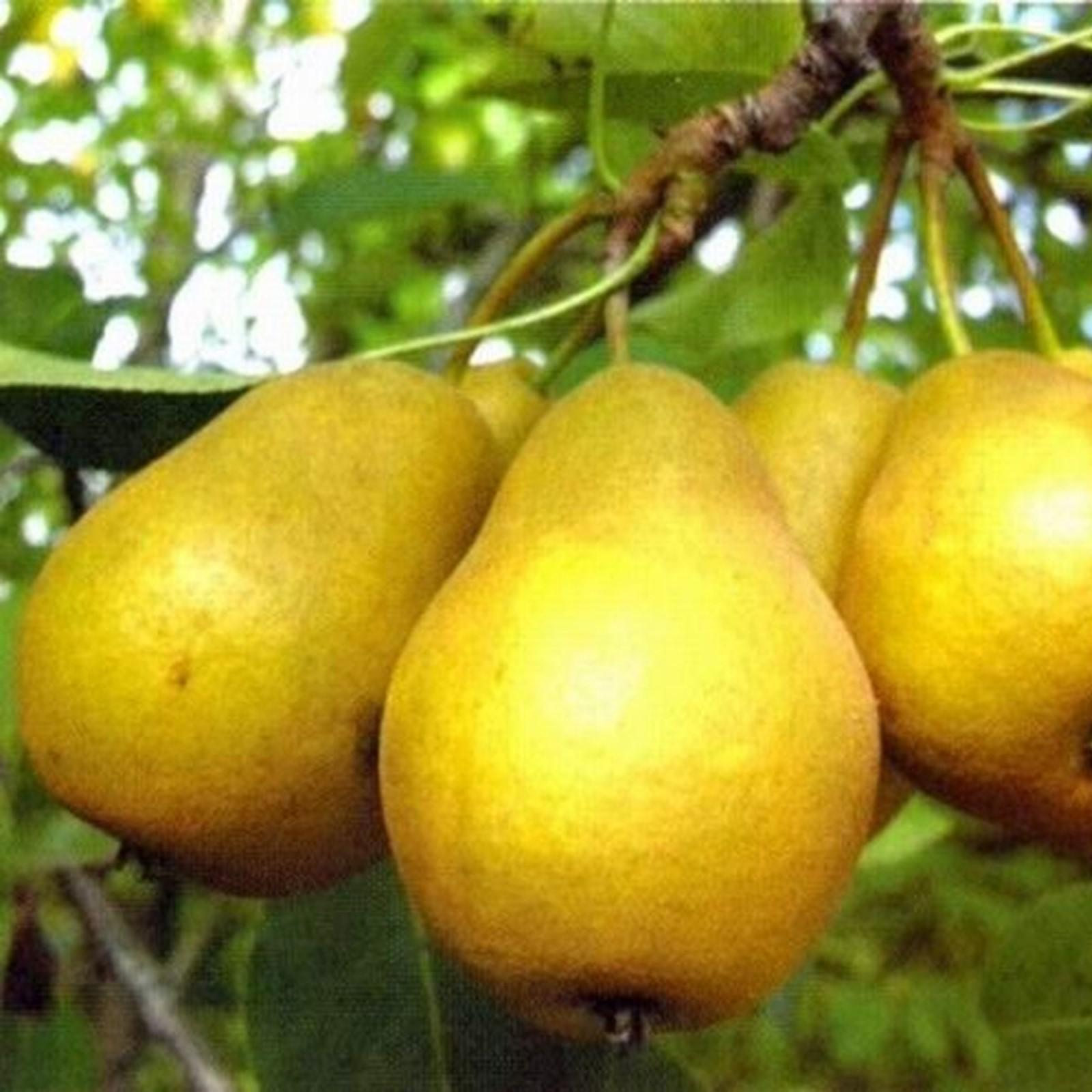 Груша дюймовочка фото Груша дюймовочка фото