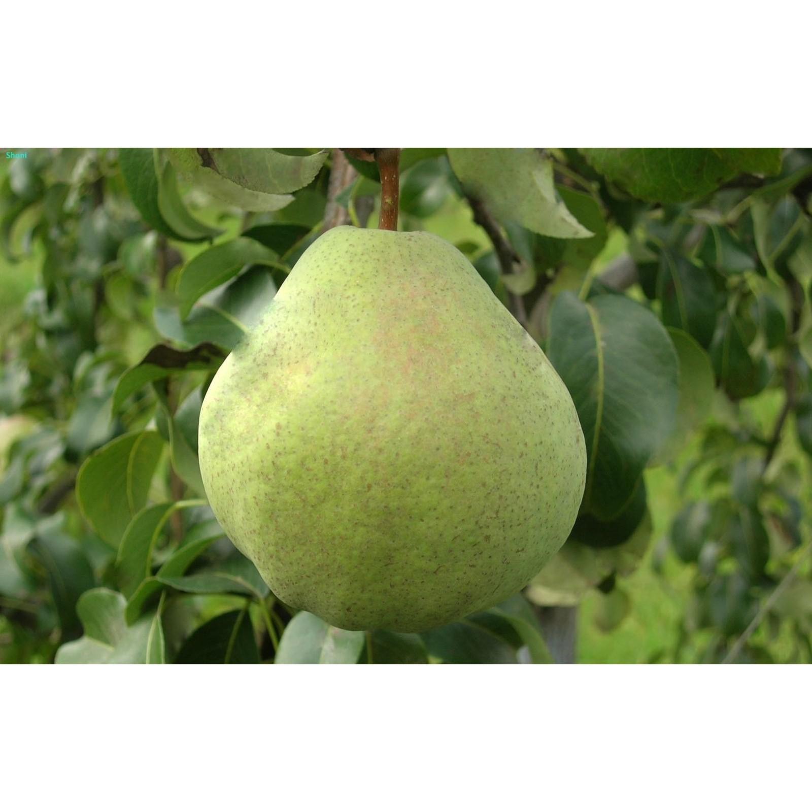 Груша "Николай Крюгер", 2 роки: купити в Києві Ціни, фото та відгуки в інтернет