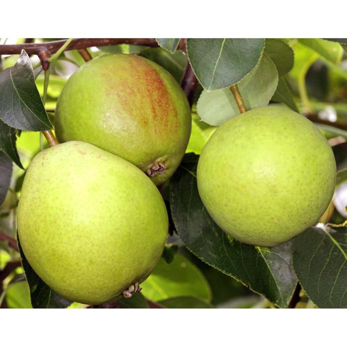 Капуста брокколи Бести F1, семена