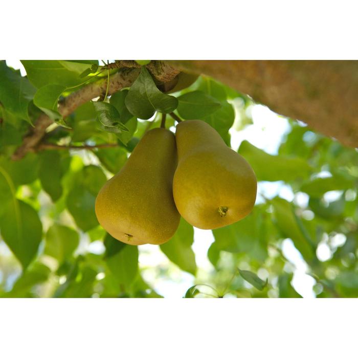 Груша павловская фото Груша павловская фото