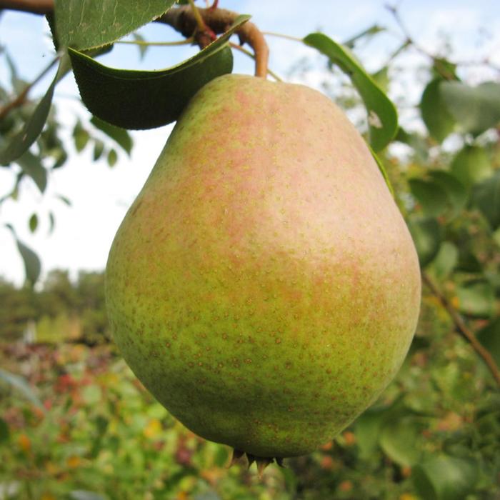 Груша золушка описание фото Груша золушка описание фото