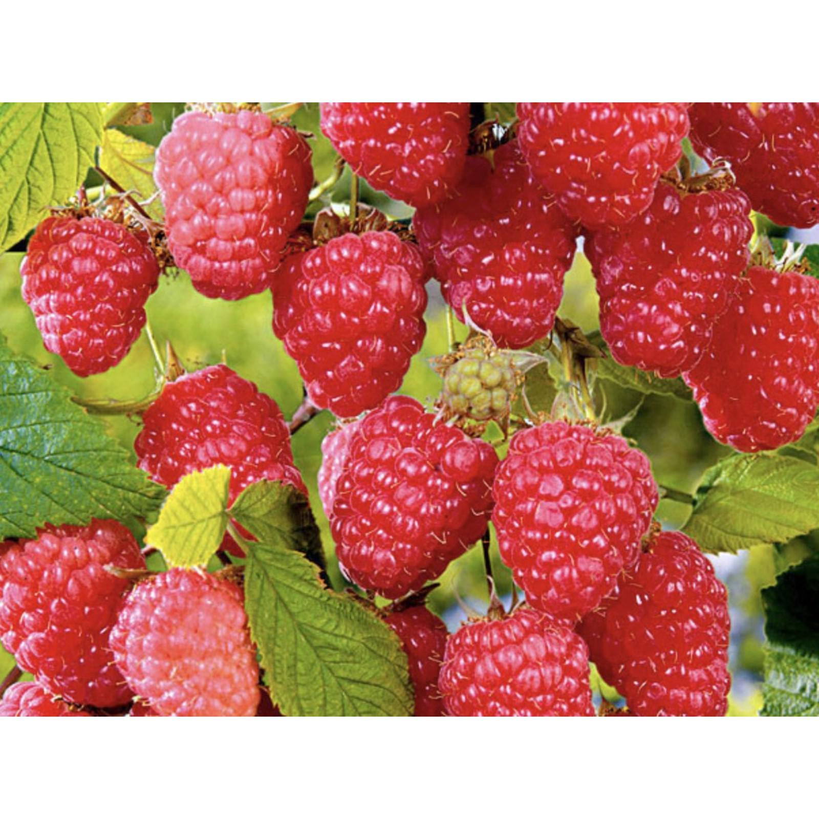 Малина столичная фото и описание Малина столичная фото и описание