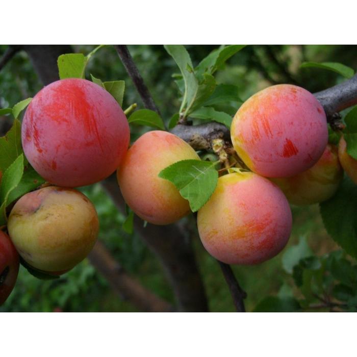 Картинки СЛИВА РАСТЕТ КУСТОМ