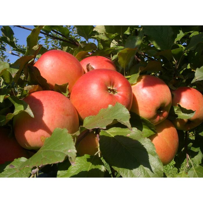 Фото Яблоки румяные на фотохостинге Fotoload