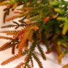 Букет искусственный «Колючие веточки», h=30 см, МИКС 5664409