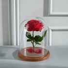 Стеклянный купол-клош на деревянной подставке «Венсан», 20×15 см, коричневый - Фото 2