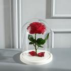 Стеклянный купол-клош на деревянной подставке «Венсан», 20×15 см, белый - Фото 2